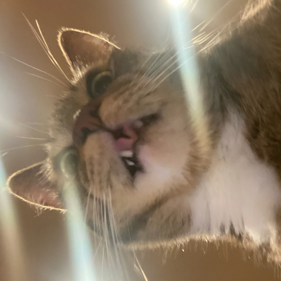 freddy - Picture 4 of 16